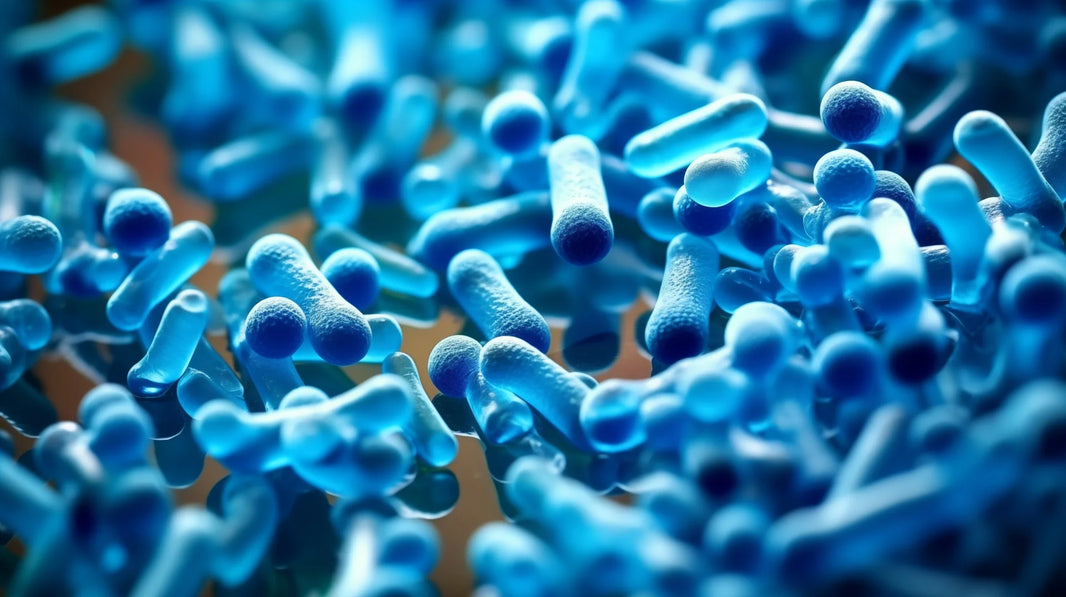 Lactobacillus: mit érdemes tudni a bélflóra sokszínű szereplőiről?