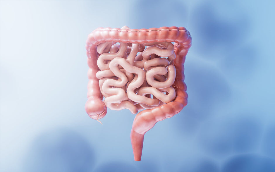 Fekélyes vastagbélgyulladás tünetei, étrendi szempontok és a bélflóra támogatása (colitis ulcerosa)